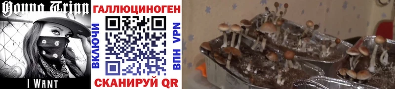 Купить  Бодайбо  Псилоцибиновые грибы Psilocybe 